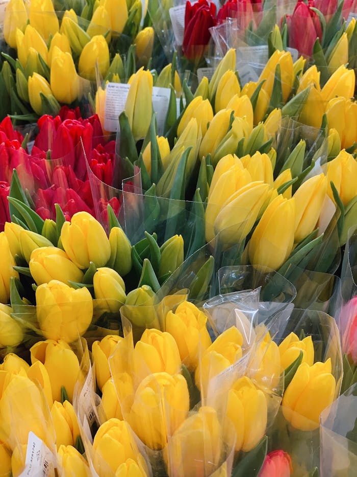 Fresh bouquet of yellow and red tulips wrapped for sale, showcasing vibrant colors in close-up.